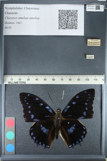 Media type: image;   Entomology 163915